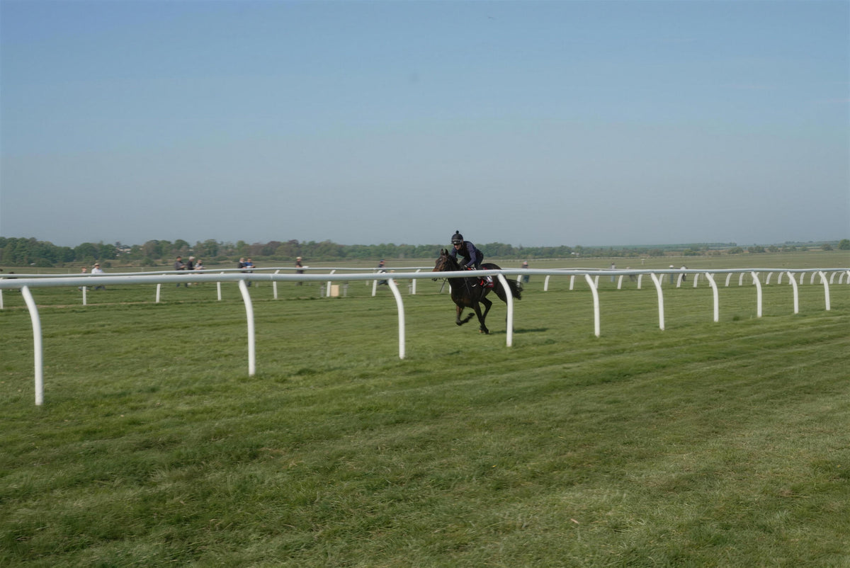 Racehorse working on the Newmarket gallops